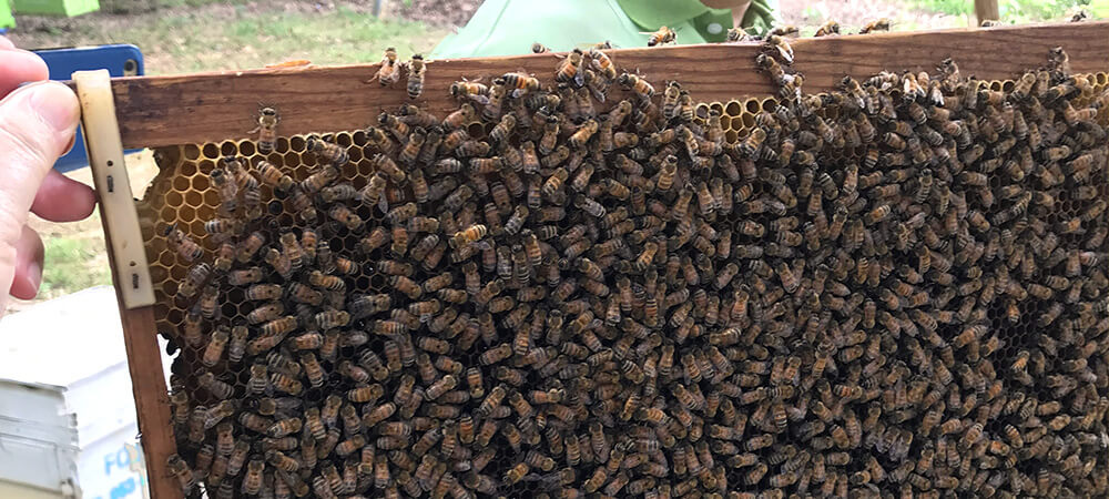 タイ北部の蜂の生ローヤルゼリーを採取する様子